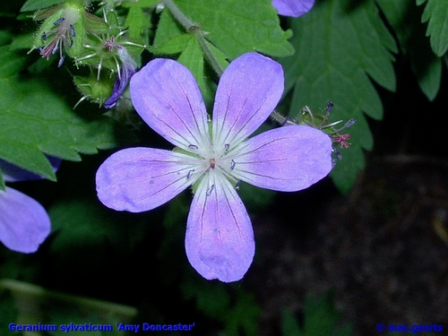 Geranium sylvaticum 'Amy Doncaster'